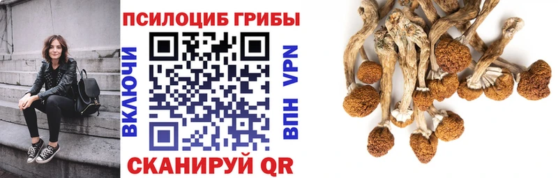 Купить где Жуковский Псилоцибиновые грибы Psilocybe